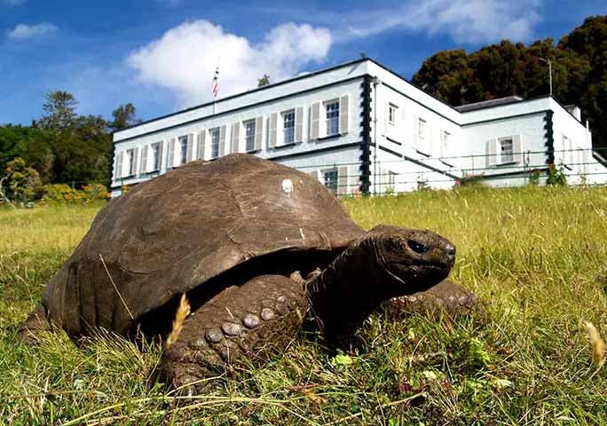 La tortue Jonathan