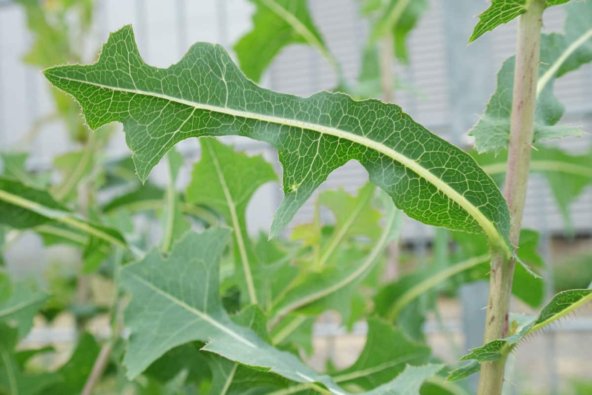 Feuilles de laitue piquante fraîche