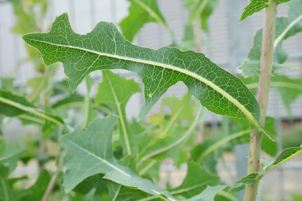 Feuilles de laitue piquante fraîche
