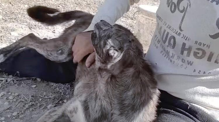 Le chien Figo avec son nouveau propriétaire Takis1