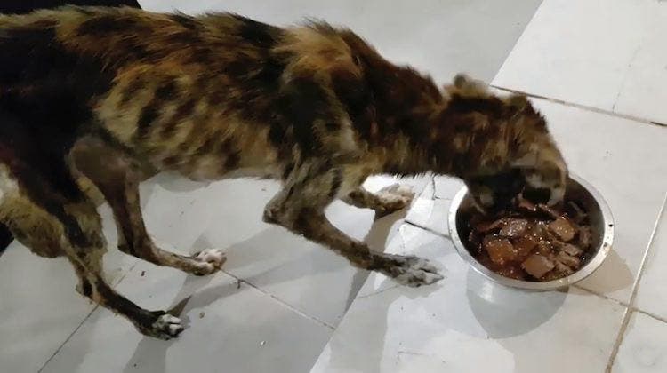 Le chien Figo en train de manger