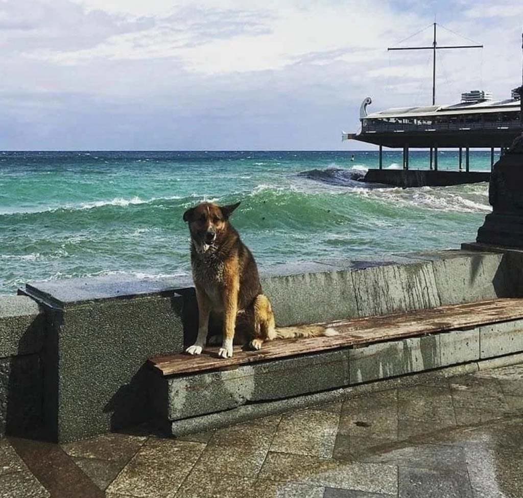 Le chien errant le long de la côte