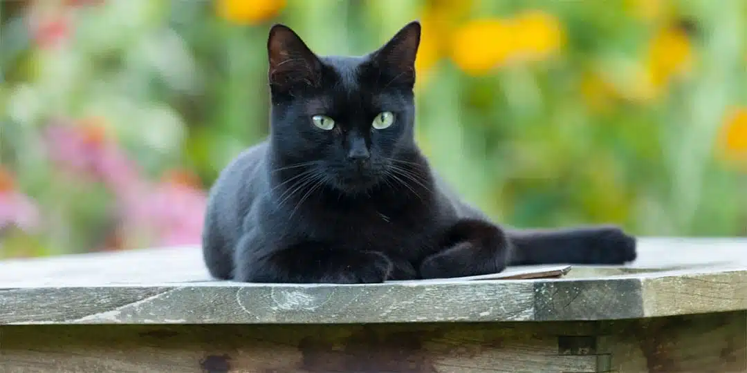 Symbolique du chat noir