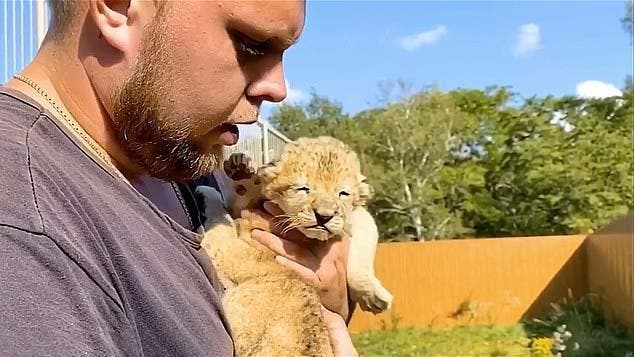 Les lionceaux de Sirona