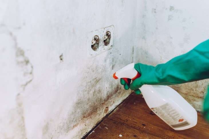 Moisissures sur le mur 