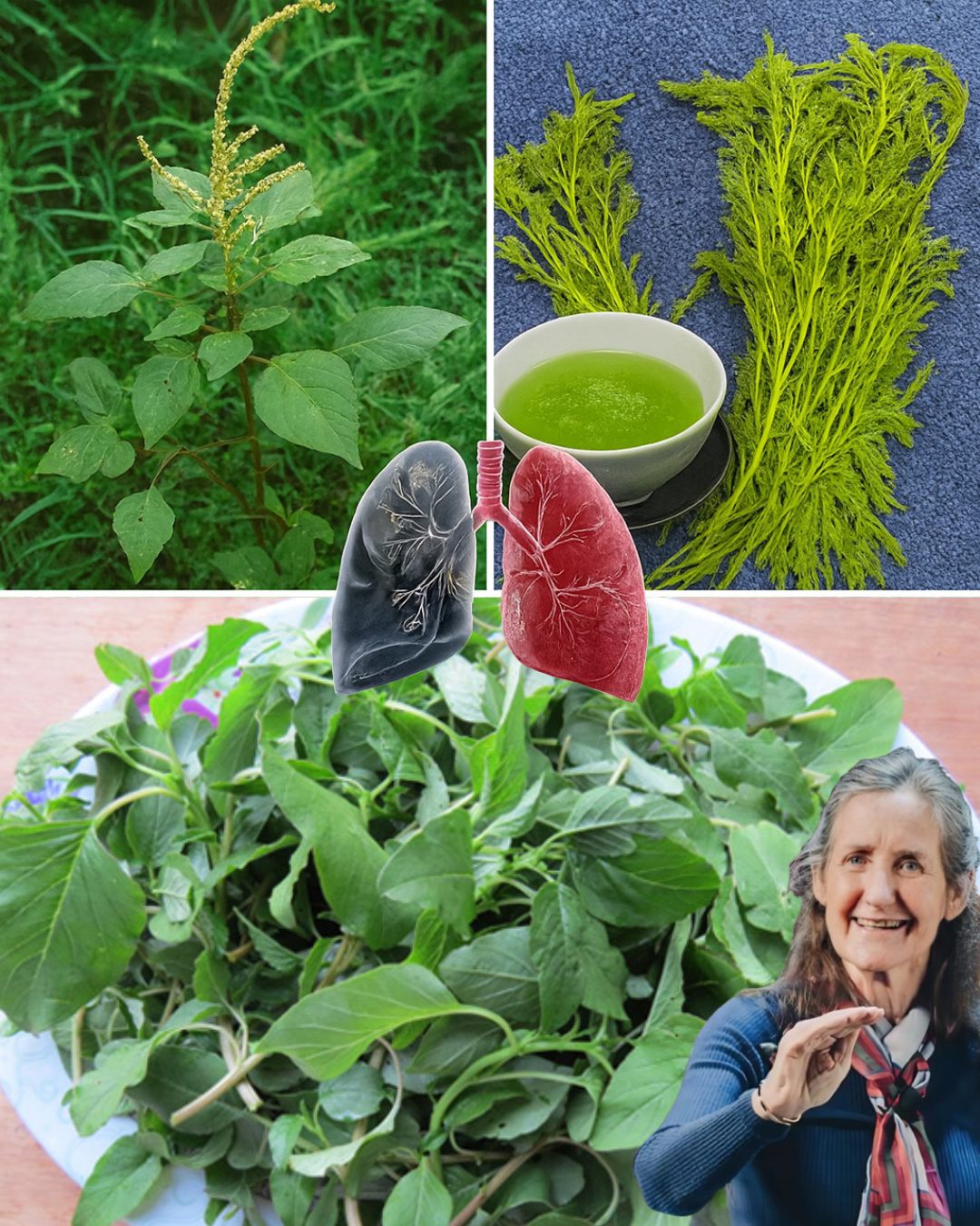 Feuilles vert clair du Bledo Blanco, légèrement duveteuses