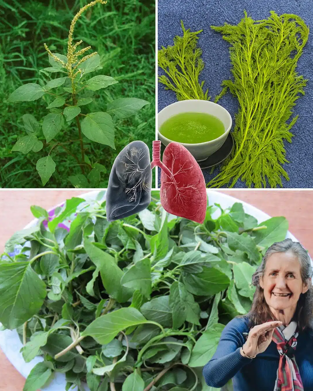 Feuilles vert clair du Bledo Blanco, légèrement duveteuses