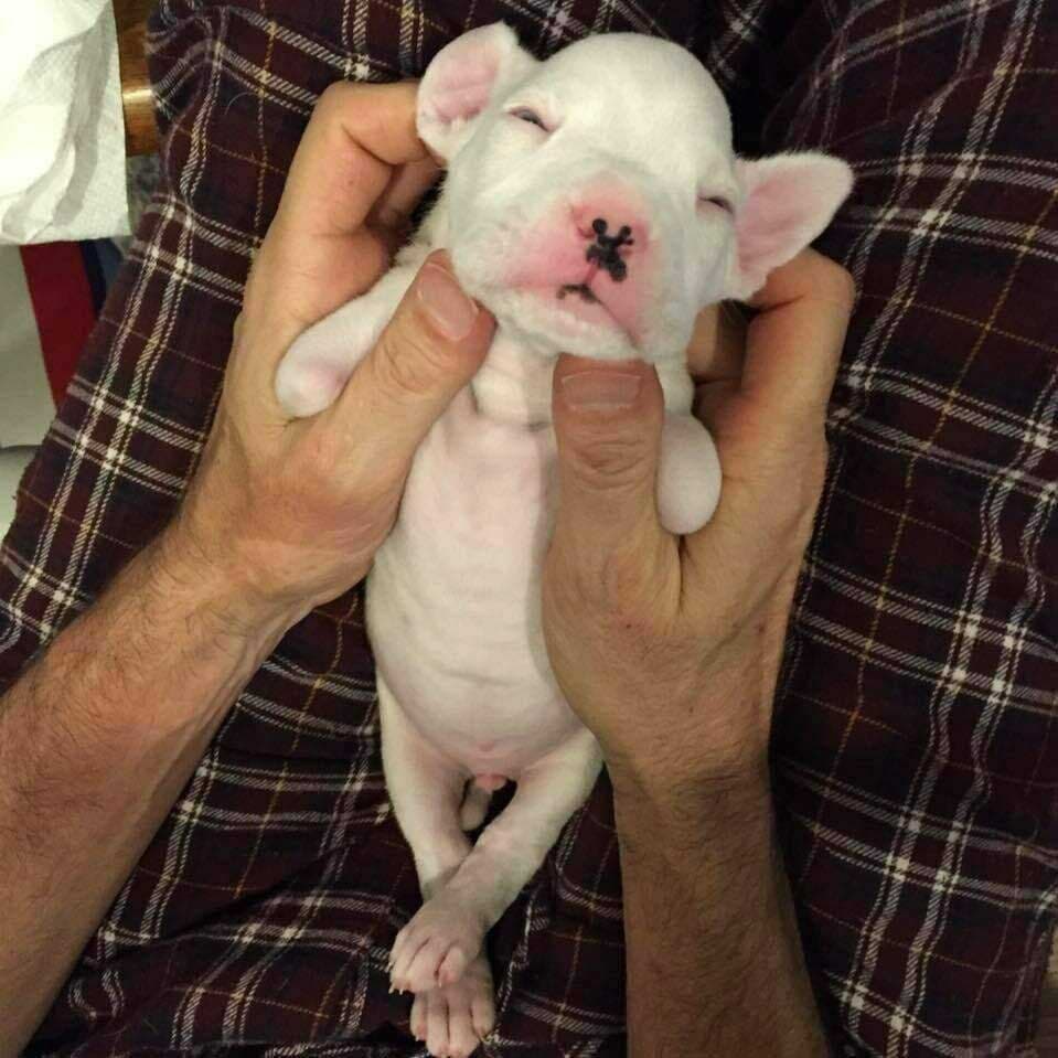 Nuby, le chiot né sans pattes avant