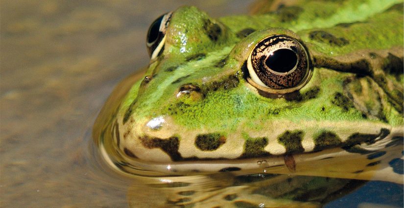 Grenouille comme symbole de courage