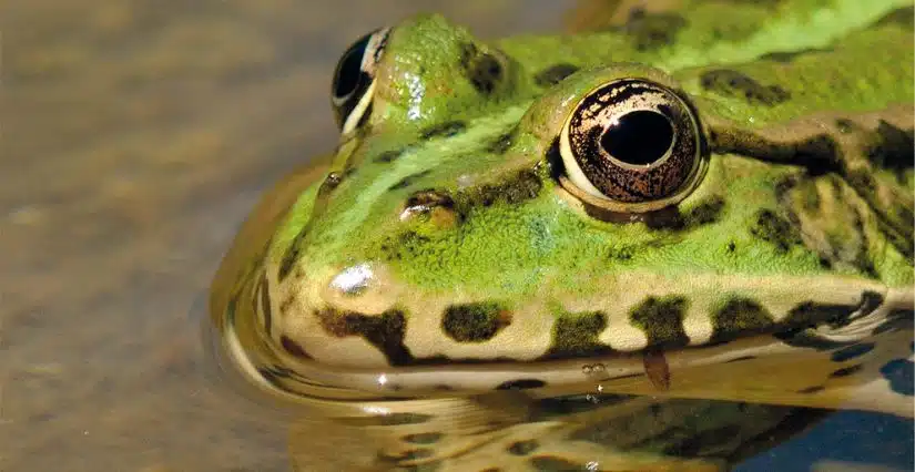 Grenouille comme symbole de courage