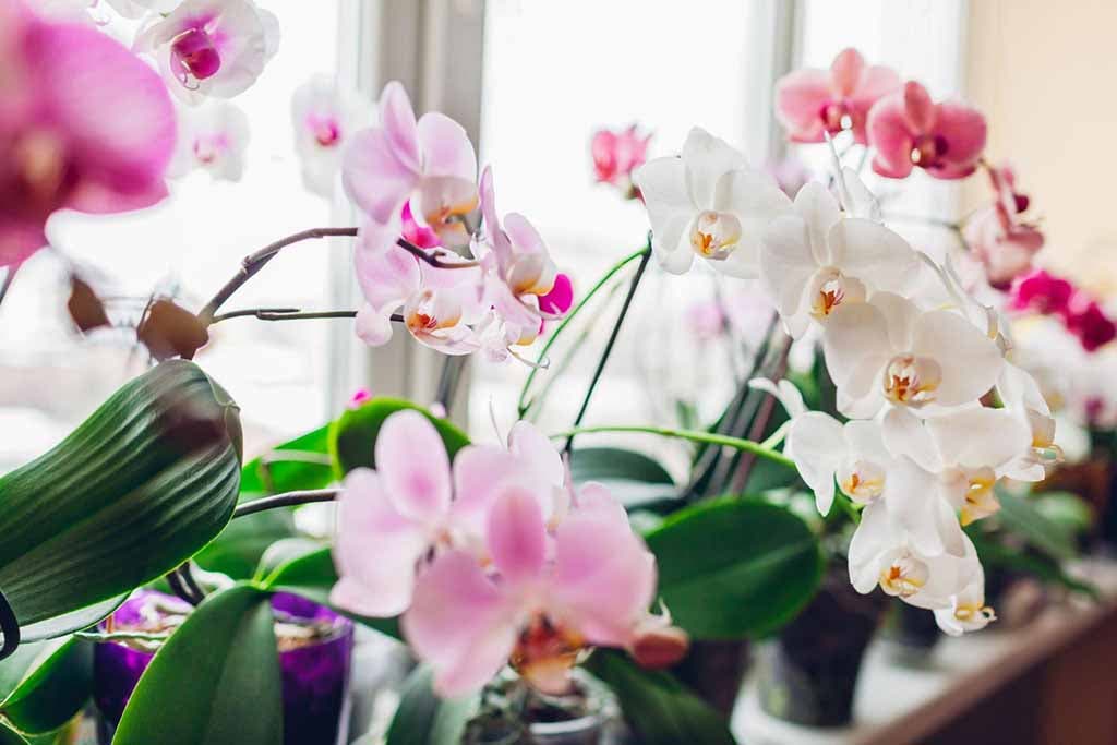 Orchidées