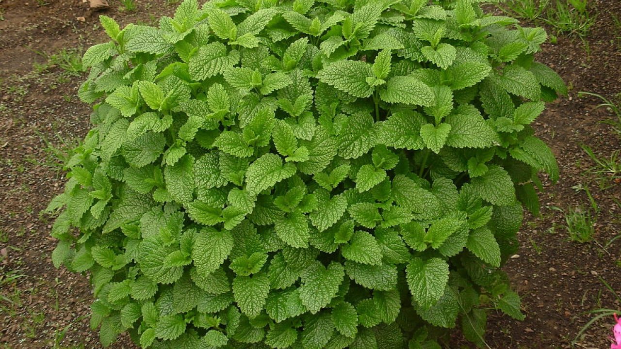 Feuilles vertes de marrube blanc
