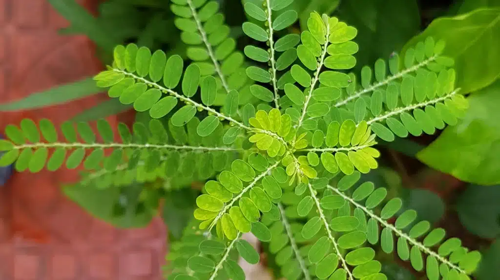Phyllanthus niruri - Plante casse-pierre