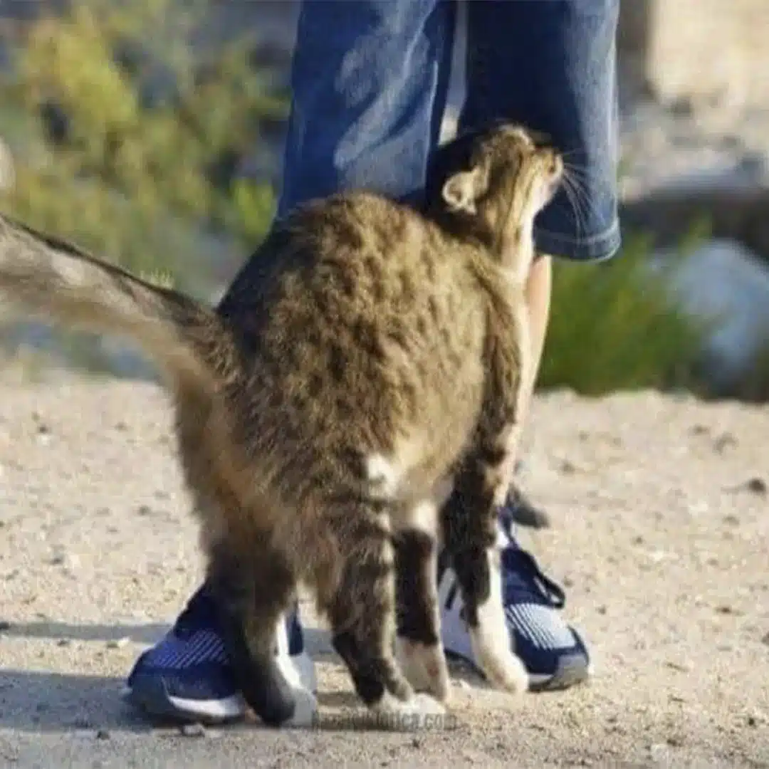 Chat se frottant la joue contre une main