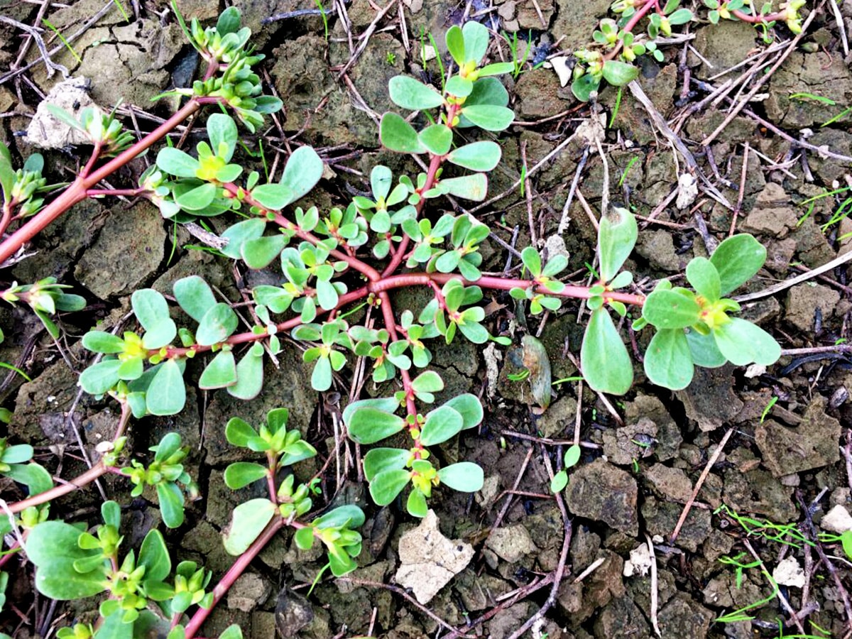 Champ de pourpier cultivé montrant sa croissance dense et vigoureuse