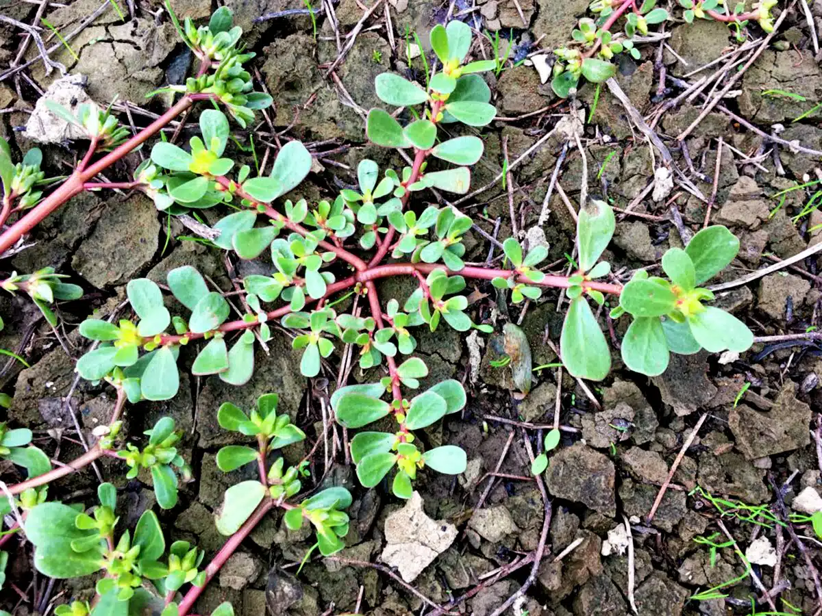 Champ de pourpier cultivé montrant sa croissance dense et vigoureuse