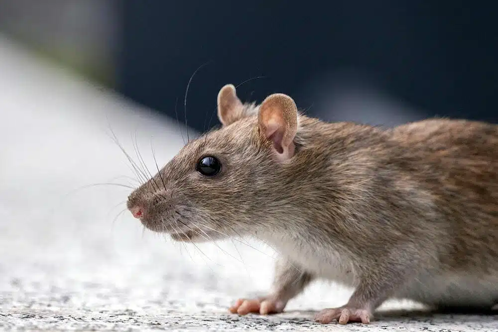 Souris dans une maison