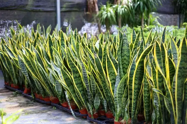 Sansevieria trifasciata en pot