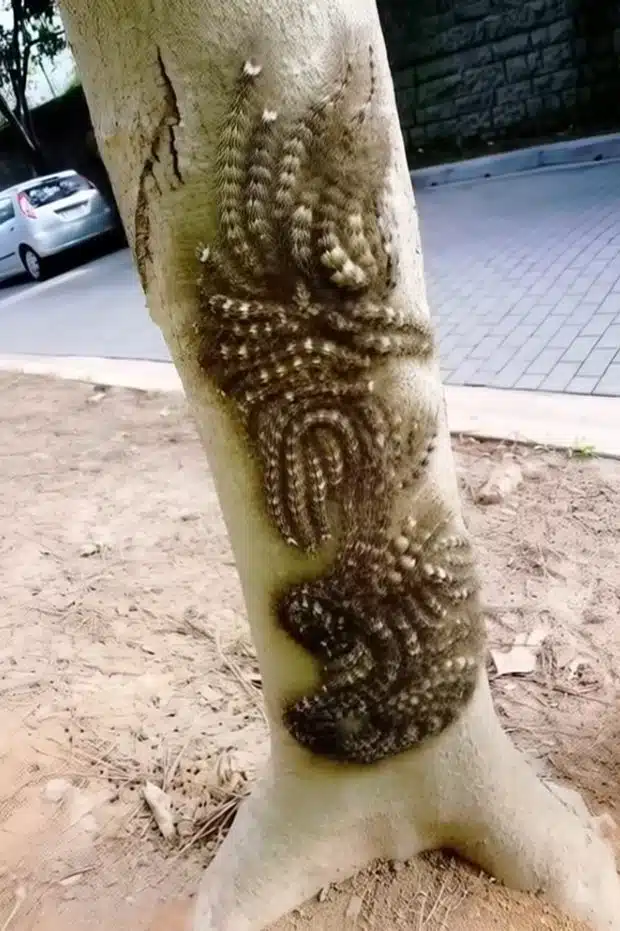 Chenilles processionnaires camouflées dans l'écorce