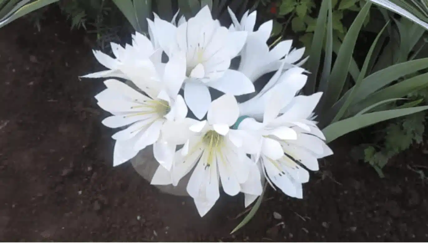 Fleurs en plastique dans différents coloris