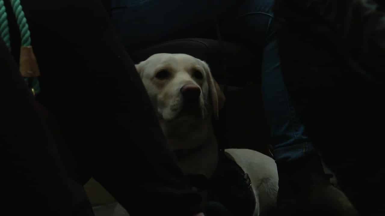 Chien qui aboie la nuit