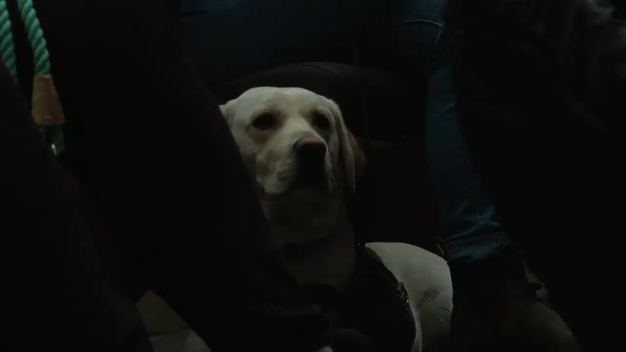Chien qui aboie la nuit