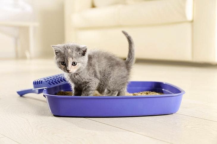 Un chat dans une litière