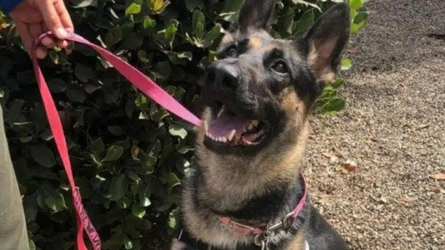 Un chien du refuge