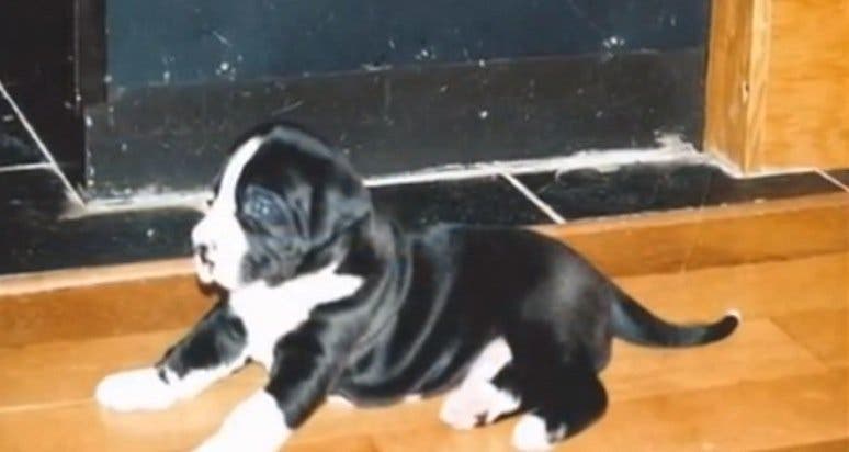 Un couple a adopté ce petit chiot