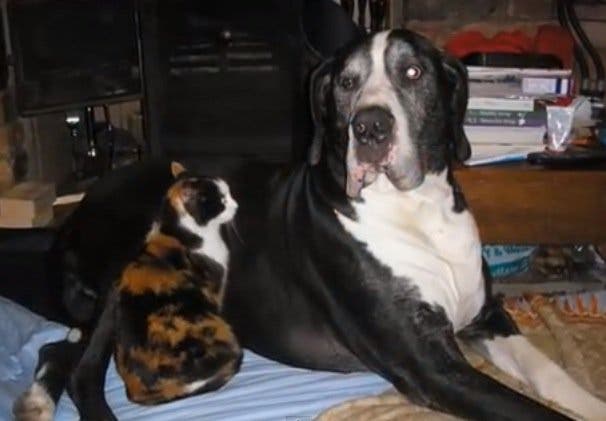 Un couple a adopté ce petit chiot