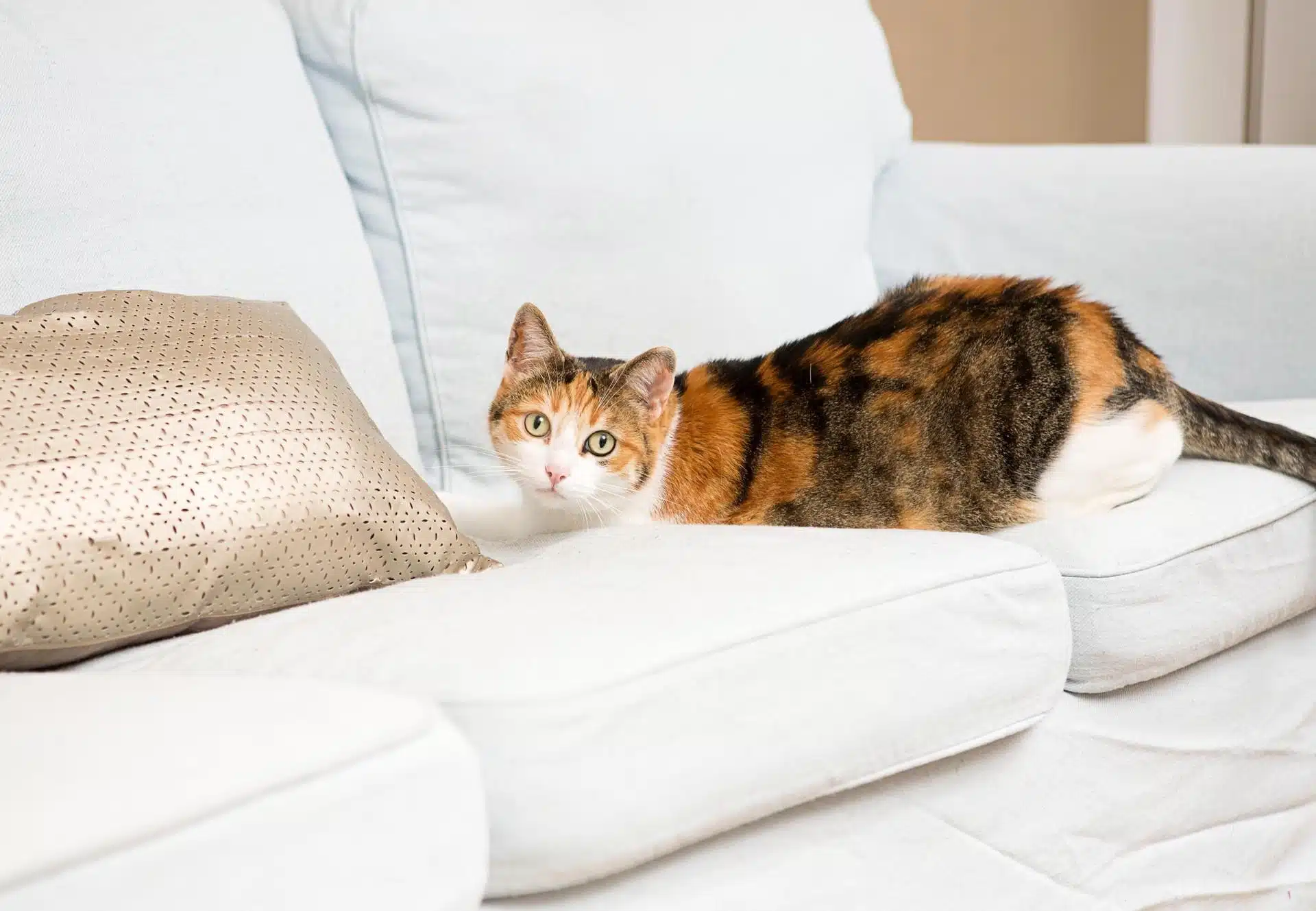 Chat prédateur de souris