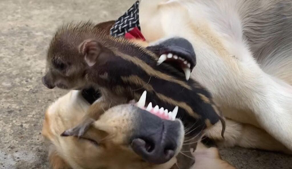 Yezhu et le labrador Biu Biu jouent ensemble