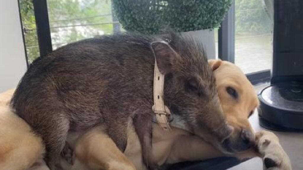 Yezhu et le labrador Biu Biu