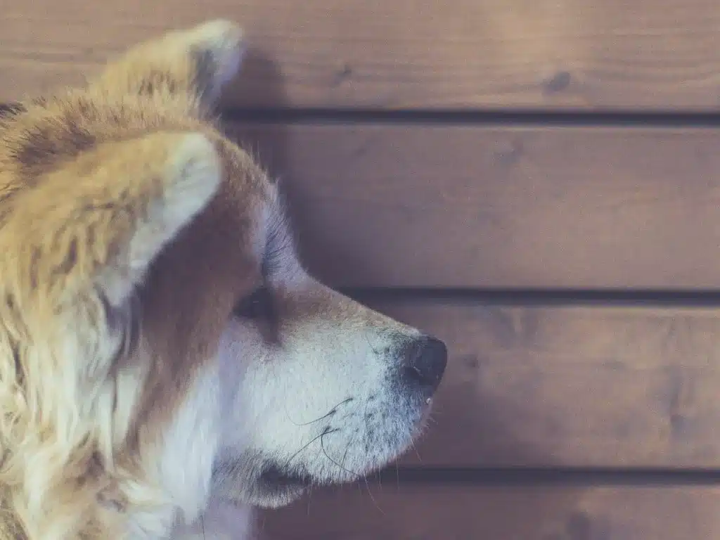 Akita assis près d'un mur, posture inquiétante