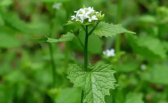 Alliaire officinale en pleine nature
