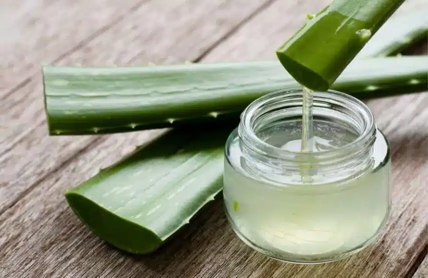 Aloe Vera pour cheveux