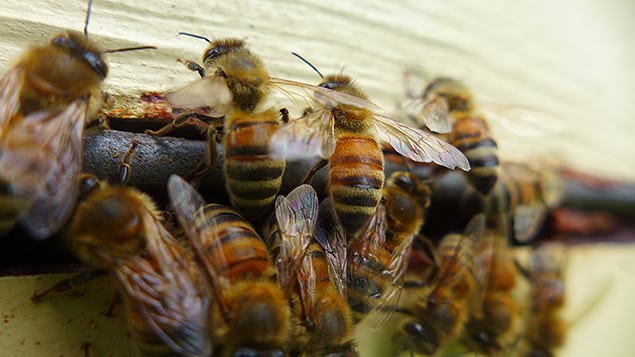 Détail d'alvéoles d'abeilles