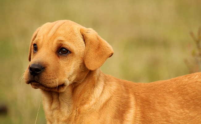 Chien et enfant partageant un moment complice
