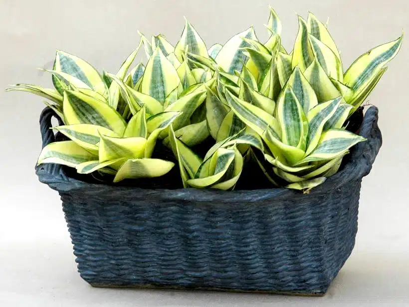 Sansevieria décorant un intérieur moderne