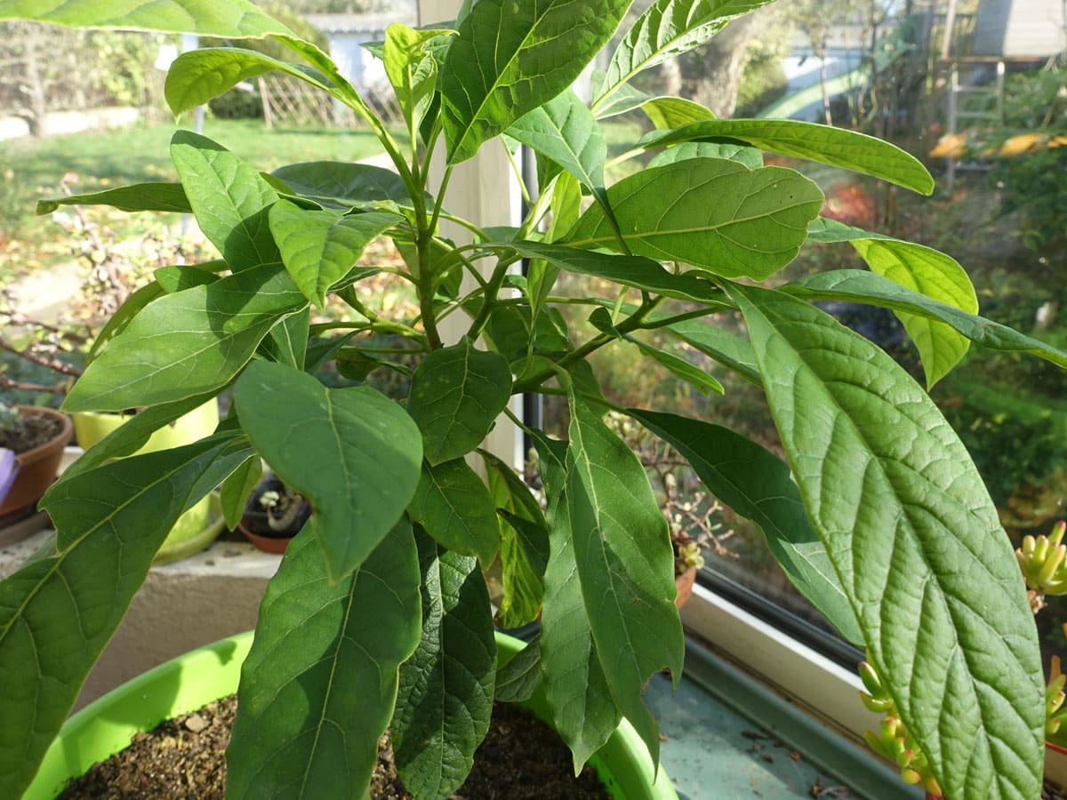 Jeune plant d'avocatier en pot avec de belles feuilles vertes