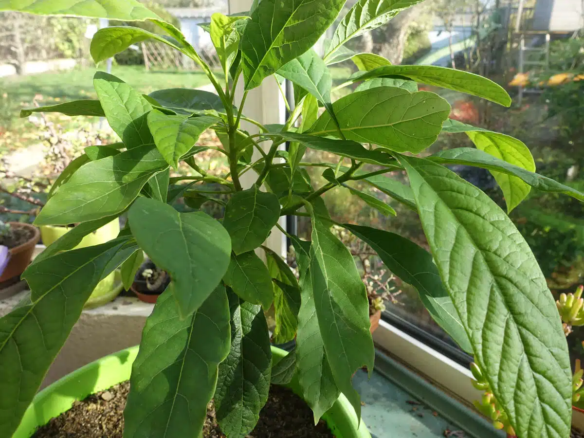 Jeune plant d'avocatier en pot avec de belles feuilles vertes
