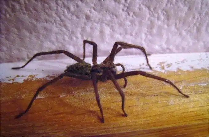 Méthodes naturelles contre les araignées