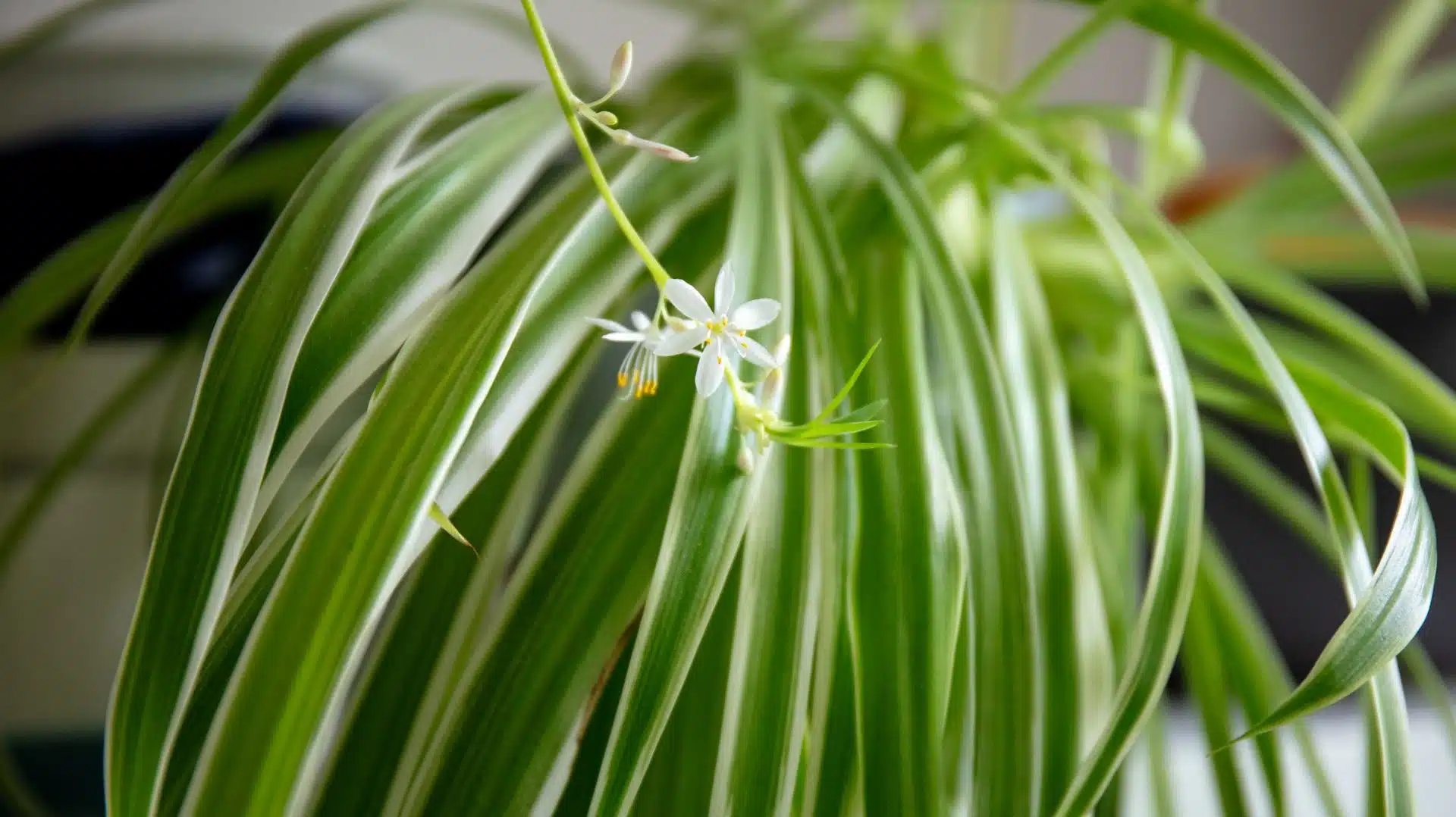 Terreau et outils pour le rempotage d'une plante d'intérieur