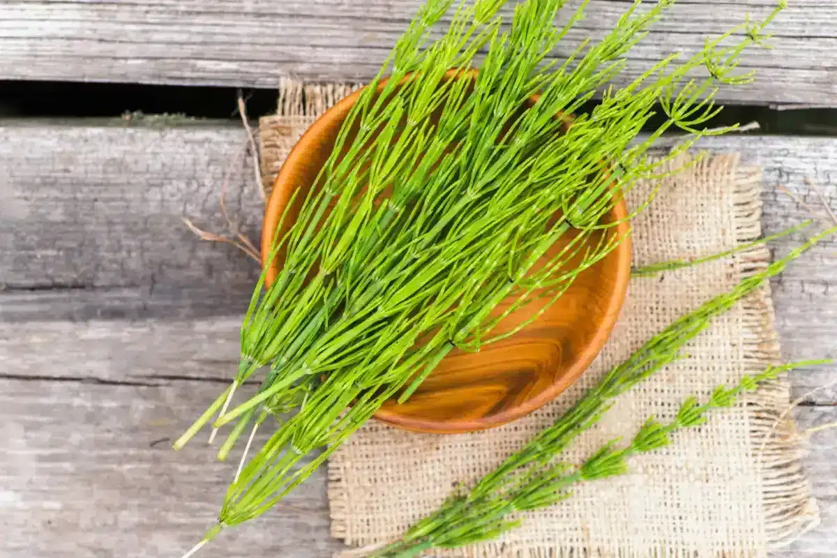 Prêle des champs - Equisetum arvense