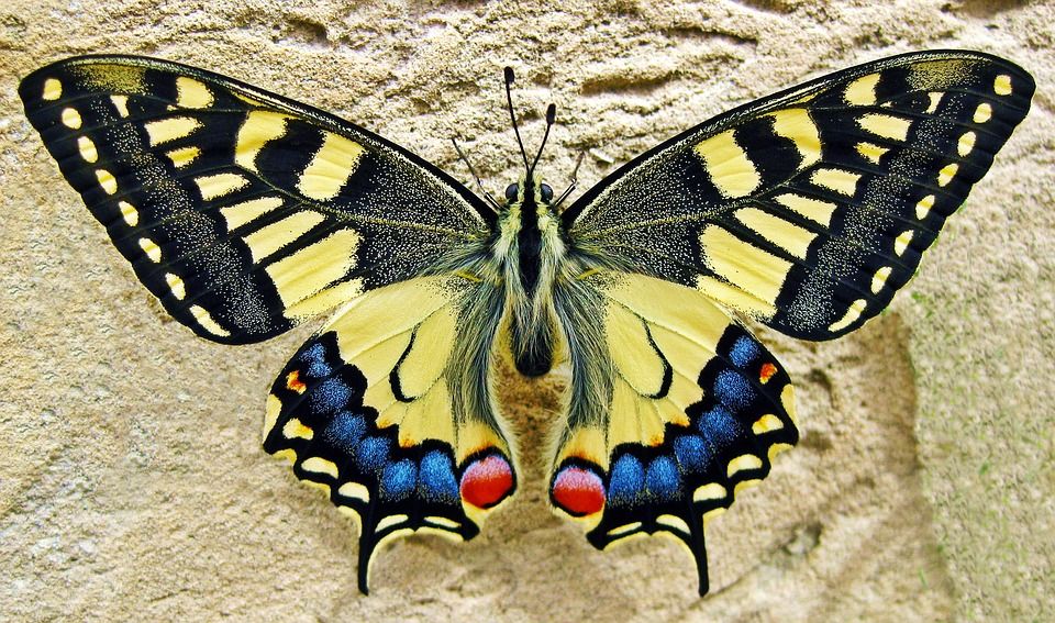 Papillon posé sur une fleur