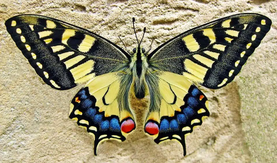 Papillon posé sur une fleur
