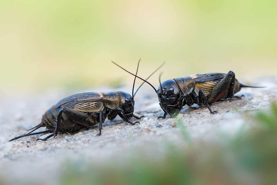 Invasion de grillons dans une rue argentine