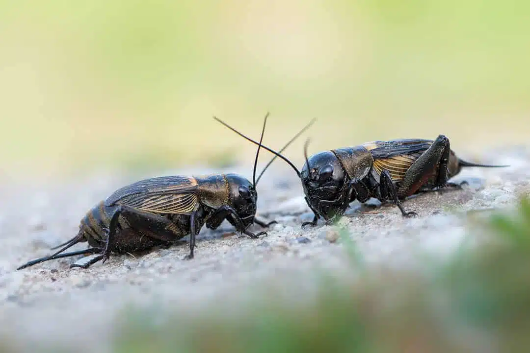 Invasion de grillons dans une rue argentine