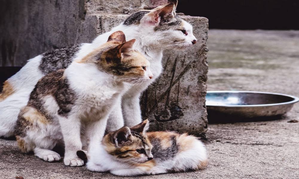 Chat attendant des soins vétérinaires