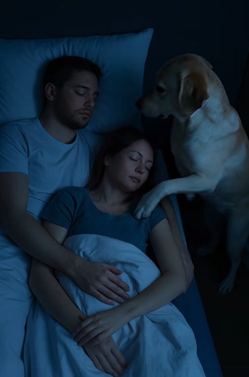 Chien vigilant près d’un lit